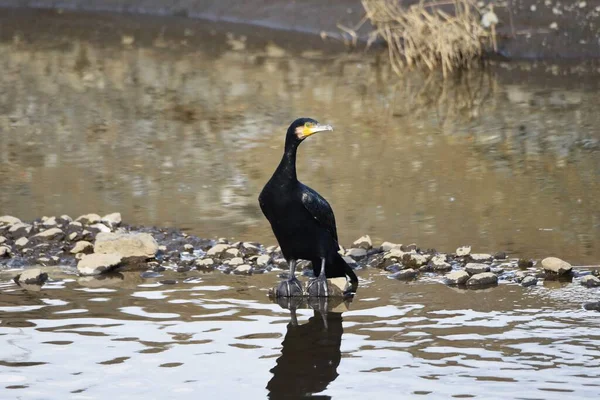 Gran Cormorán Río —  Fotos de Stock