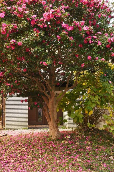 A view of Sasanqua flowers and scattered petals.