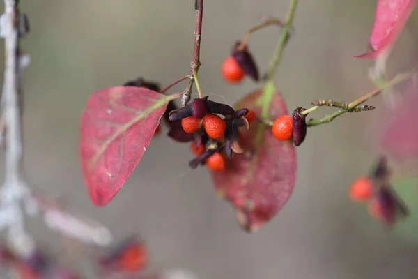 Euonymus Aratus Leaves Berries One World Three Most Beautiful Autumn — стоковое фото