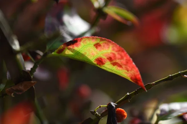 Euonymus Aratus Leaves Berries One World Three Most Beautiful Autumn — стоковое фото