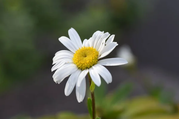 Nippon Daisy Flower Butterfly — Stock Photo, Image