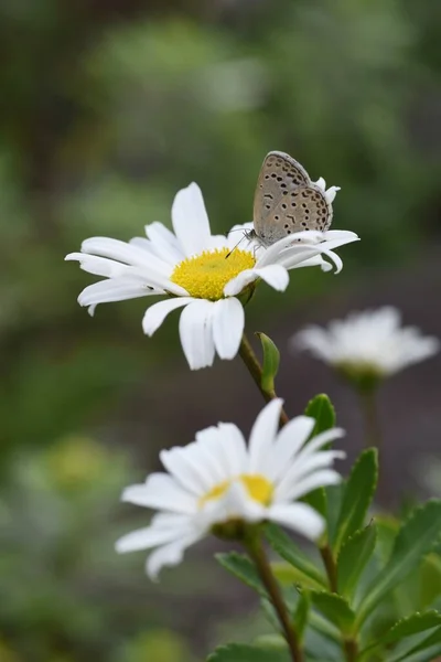 日本菊花和蝴蝶 — 图库照片