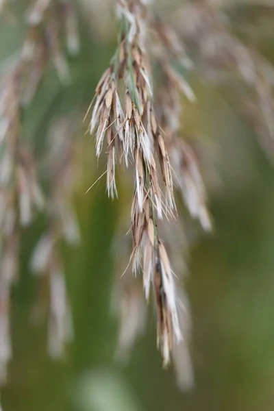Reed Comum Poaceae Grama Perene — Fotografia de Stock