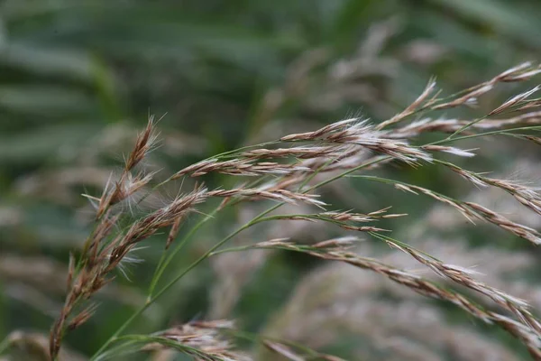 Звичайна Тростина Багаторічна Трава Poaceae — стокове фото