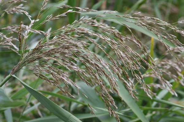 Roseau Commun Poaceae Herbe Vivace — Photo
