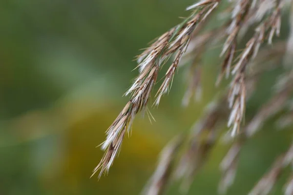 Звичайна Тростина Багаторічна Трава Poaceae — стокове фото