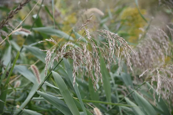 Közönséges Nád Poaceae Évelő — Stock Fotó