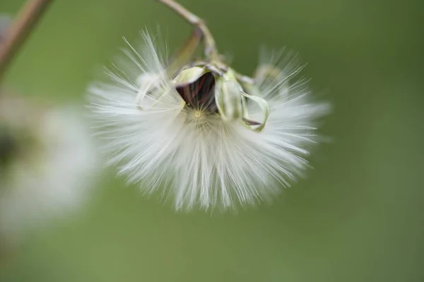 Lactuca Indica Indisk Sallad Ludd Och Frön — Stockfoto