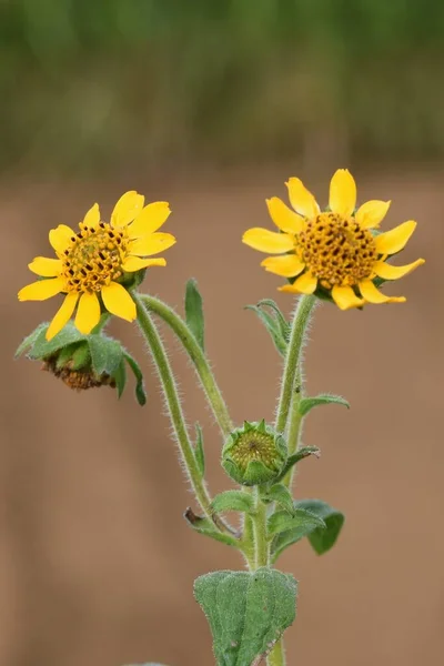 Ortaggi Sani Yacon Smallanthus Sonchifolius Fiori Asteraceae Pianta Perenne — Foto Stock