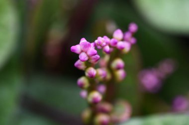 Sağlıklı sebzeler Basella alba (Hint ıspanağı) çiçekleri