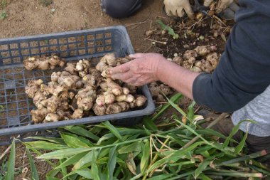 Tarım işi / Ginger 'ın Hasadı