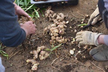 Tarım işi / Ginger 'ın Hasadı