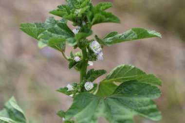 Malva parviflora çiçekleri / Malvaceae bitkisi