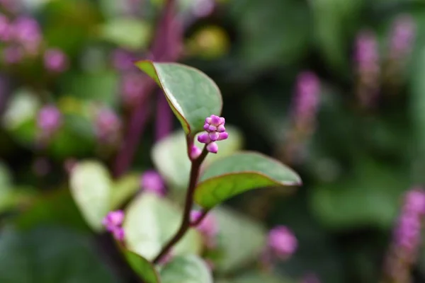 Healthy Vegetables Basella Alba Indian Spinach Flowers — Stock Photo, Image