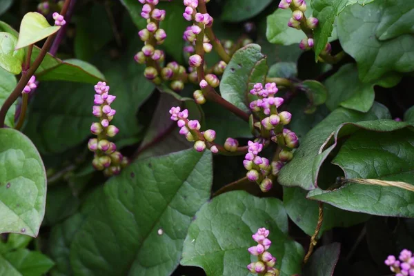 Gesundes Gemüse Basella Alba Indischer Spinat Blüten — Stockfoto