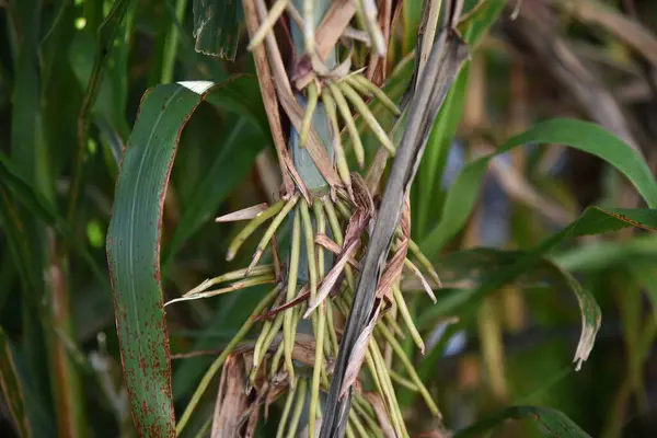 Sorgo Bicolor Poaceae Grano Anual — Foto de Stock