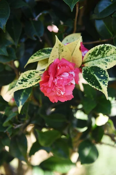 Camellia Japonica Názvem Daikagura Japonsku — Stock fotografie