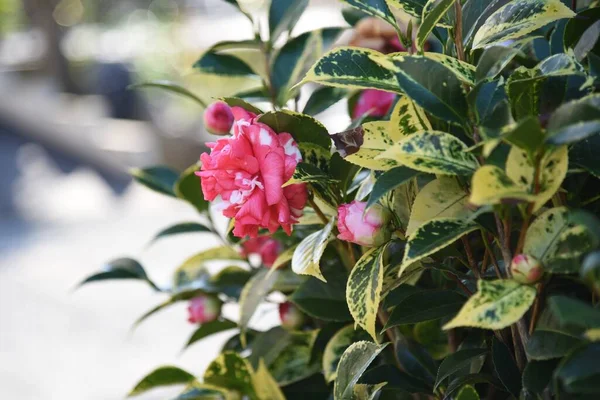 Camellia Japonica Zwana Daikagura Japonii — Zdjęcie stockowe