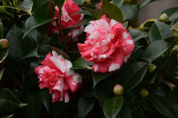 Camellia Japonica Llamada Daikagura Japón —  Fotos de Stock
