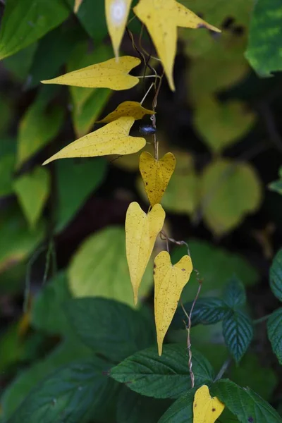 Сезонный Материал Желтые Листья Осенью — стоковое фото