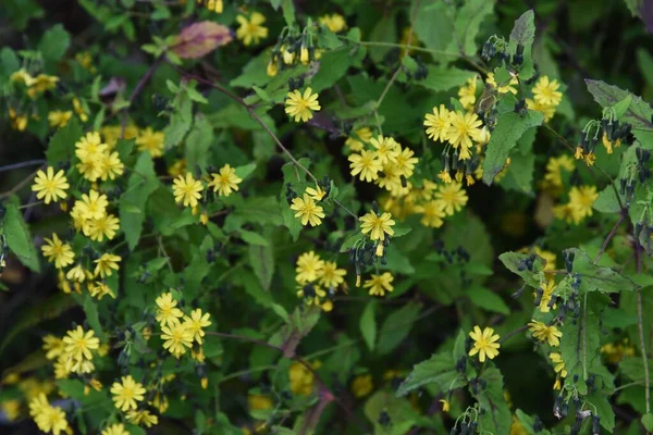 Youngia Denticulata Flowers Asteraceae Grass — Stock Photo, Image