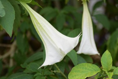 Angel 'ın trompeti (Brugmansia) beyaz çiçekler / Solanaceae zehirli bitkisi