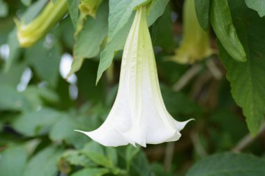 Angel 'ın trompeti (Brugmansia) beyaz çiçekler / Solanaceae zehirli bitkisi