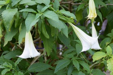 Angel 'ın trompeti (Brugmansia) beyaz çiçekler / Solanaceae zehirli bitkisi