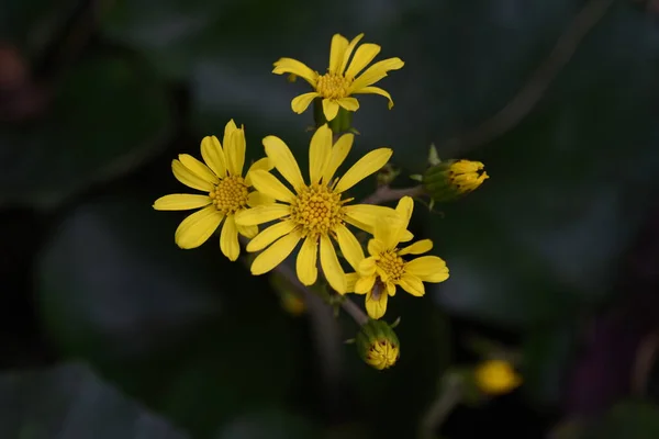 Japońskie Kwiaty Liści Srebra Asteraceae Wiecznie Zielona Trawa — Zdjęcie stockowe