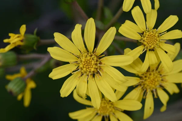 Ιαπωνικά Άνθη Φύλλων Αργύρου Asteraceae Αειθαλές Χόρτο — Φωτογραφία Αρχείου