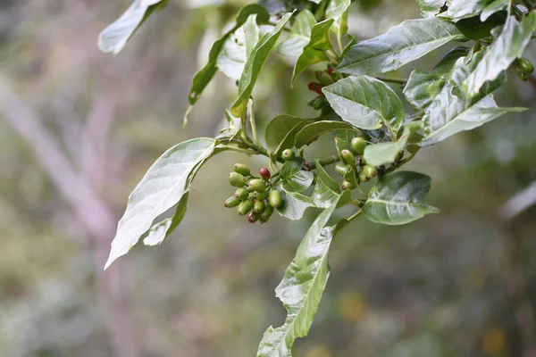 Japanese Aucuba Berries Aucubaceae Evergreen Shrub — Stock Photo, Image