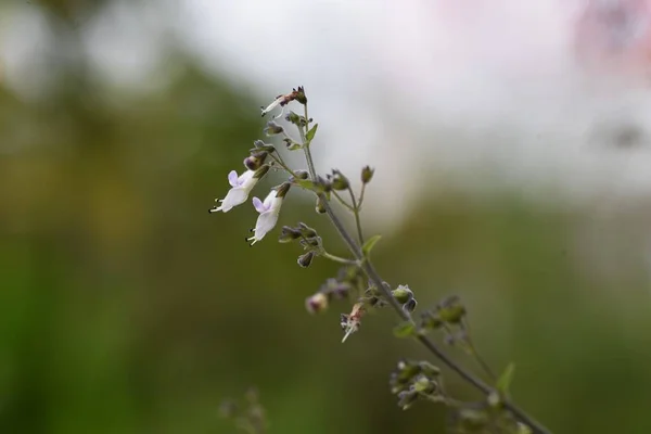 Isodon Japonicus Blüht Herbst Lamiaceae Dauergras — Stockfoto