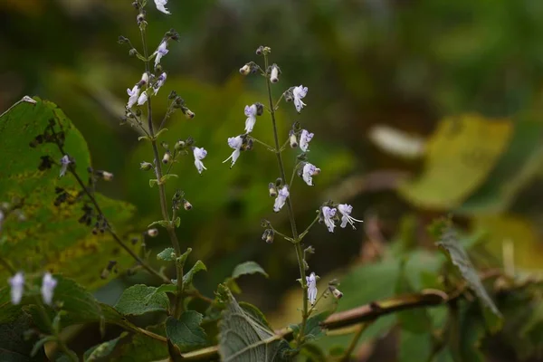 Цветки Isodon Foonicus Осенью Lamiaceae Perennial Grass — стоковое фото