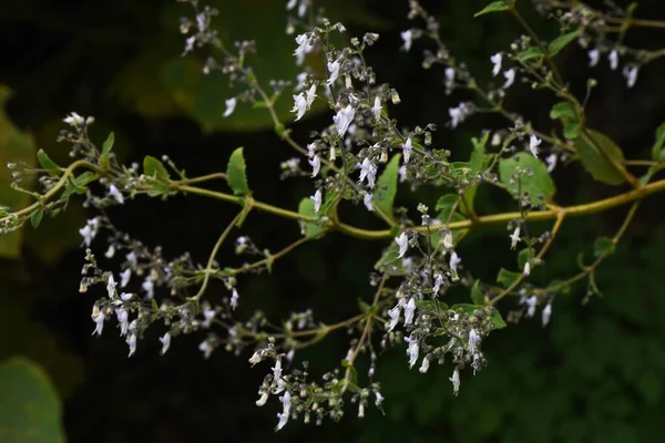 Isodon Japonicus Flores Otoño Lamiaceae Hierba Perenne — Foto de Stock