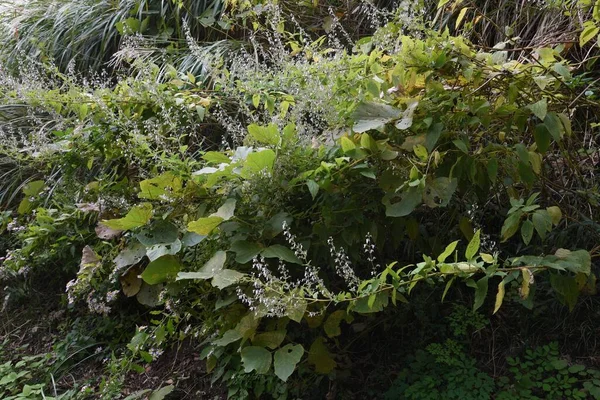 가을에 피우는 야포니 Lamiaceae — 스톡 사진