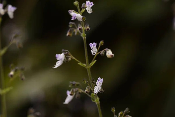 Isodon Japonicus Flores Outono Lamiaceae Grama Perene — Fotografia de Stock