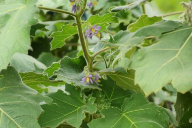 Meme ucu meyvesi (Solanum mammosum) çiçekler / Solanaceae zehirli bitkisi