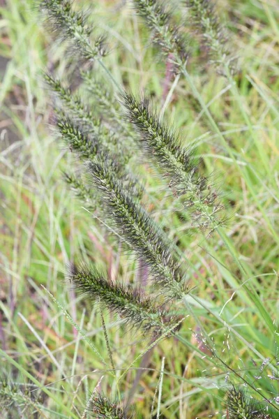 Kinesisk Fontän Gräs Poaceae Perenn Gräs — Stockfoto