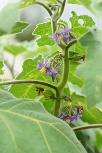 Fruta Del Pezón Solanum Mammosum Flores Solanaceae Planta Tóxica —  Fotos de Stock