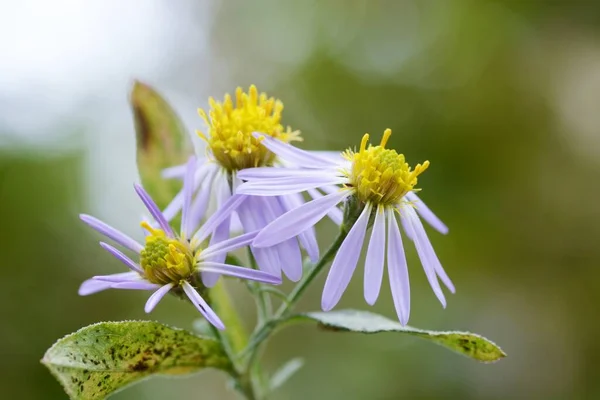 Közelkép Őszi Virágról Vad Krizantém — Stock Fotó