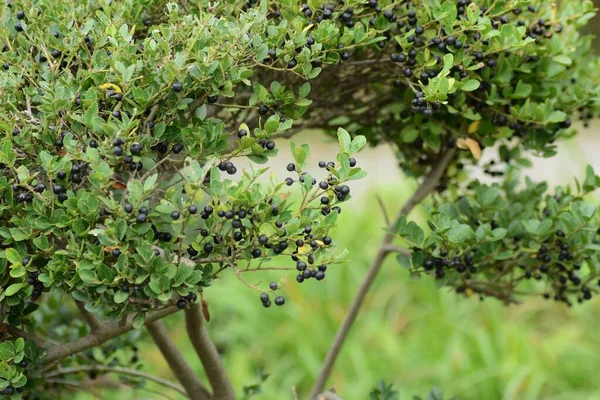 Ягодные Ягоды Ilex Crenata Aquifoliaceae Evergreen Shrub — стоковое фото