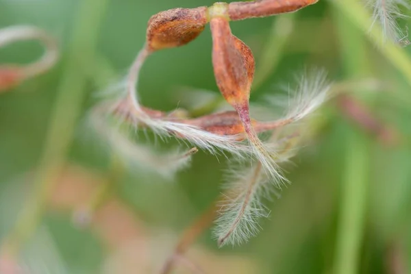 Сладкая Осенняя Клематис После Цветения Ranunculaceae Многолетние Виноградная Трава — стоковое фото