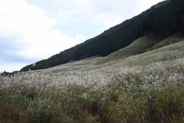 Sengokubara Susuki, Japonya 'nın Kanagawa eyaletinin Hakone kentinde yer alan bir otlaktır..