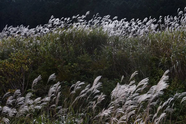 仙石原すすき畑は 神奈川県箱根にある日本のカンパスの草場です — ストック写真