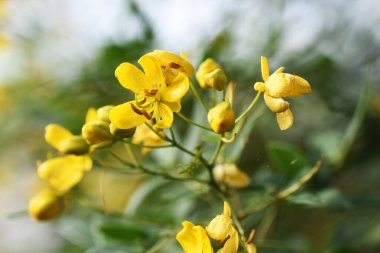 Senna corymbosa (Buttercup çalısı) çiçekler / Fabaceae her zaman yeşil ağaç
