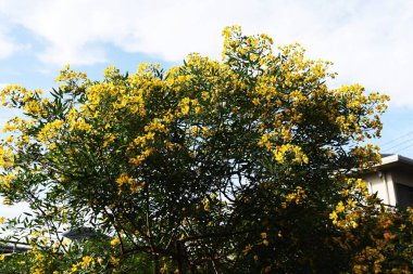 Senna corymbosa (Buttercup çalısı) çiçekler / Fabaceae her zaman yeşil ağaç