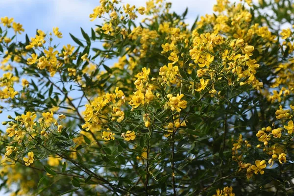 Senna Corymbosa Buttercup Bush Flores Fabaceae Árbol Hoja Perenne — Foto de Stock