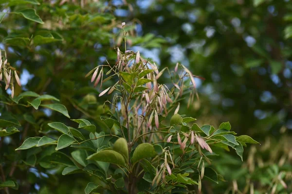 Griffith Esche Fraxinus Griffithii Früchte Immergrüner Oleaceae Baum — Stockfoto