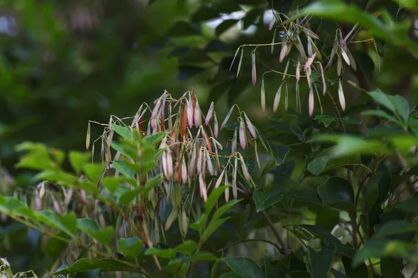 Popiół Griffitha Fraxinus Griffithii Owoce Oleaceae Evergreen — Zdjęcie stockowe