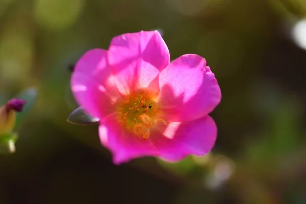 Rose Moss Portulaca Grandiflora Portulacaceae Annual Plant — Stock Photo, Image